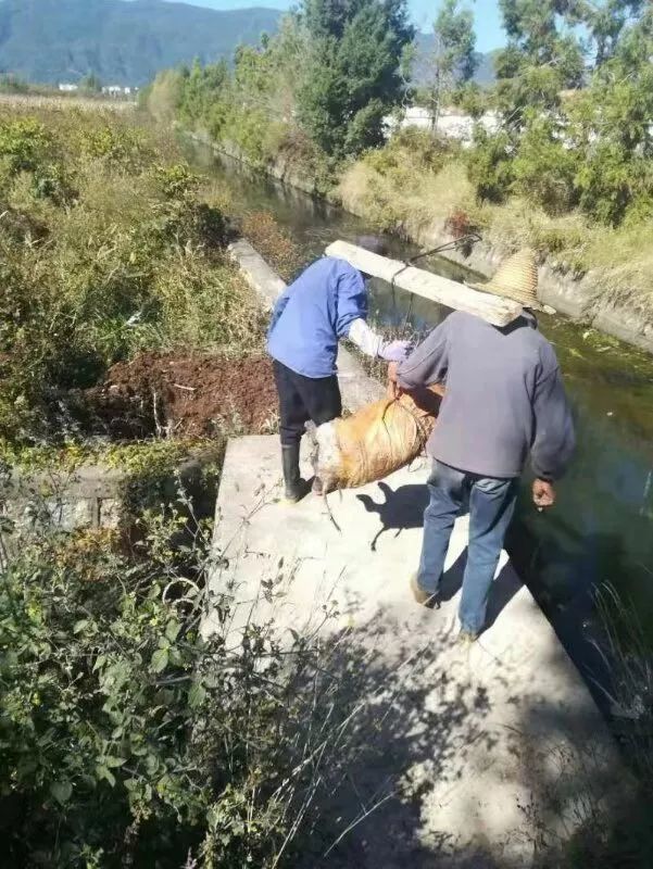 尤其是河道里的死猪,工作人员打捞后,挖坑进行无害化处理,并做好掩埋