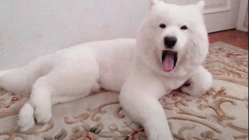 小萨摩打哈欠萌翻网友,网友:用手揉眼的样子也太可爱了吧!