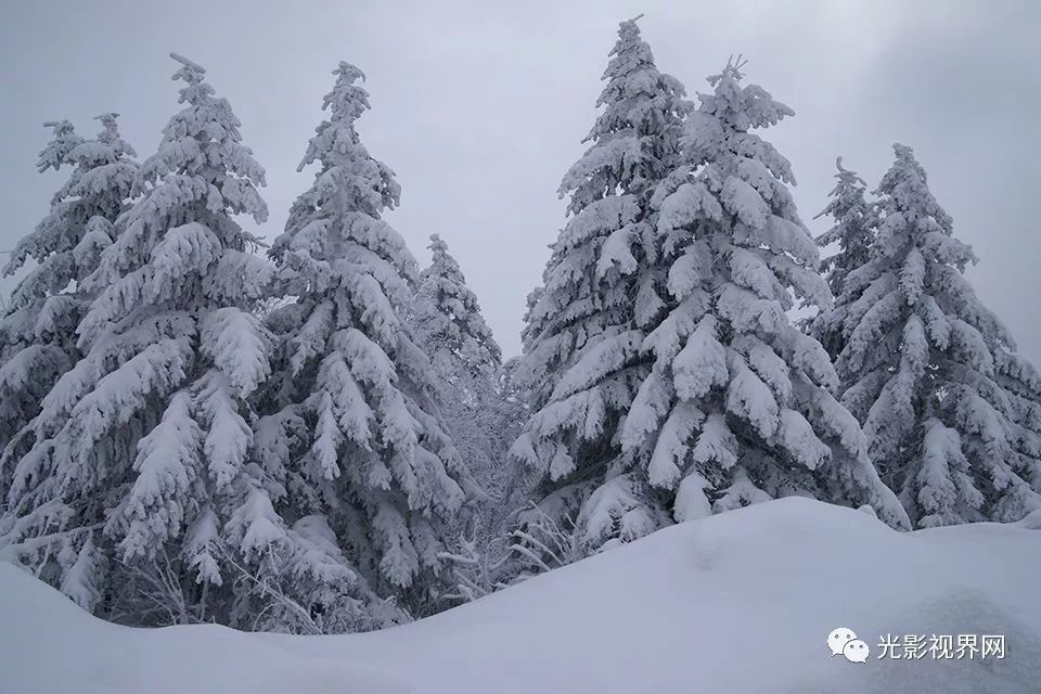 雪压青松