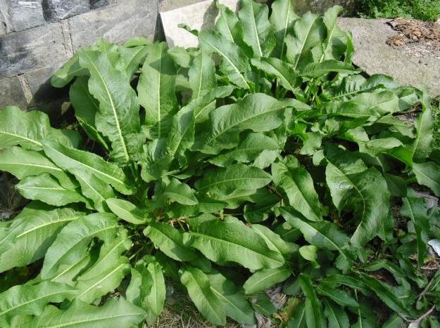 乡下这野菜叫做"金不换",种到花盆中,7天收一茬,医生也爱吃