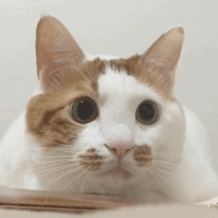 这只猫咪天生自带腮红,加上天真无邪的眼神,让人一看就想到