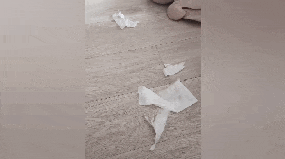 泰迪调皮爱撕卫生纸,被主人抓住后,竟主动跑到墙角去罚站