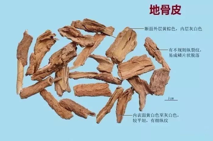 地骨皮,中药,枸杞根,枸杞,慈禧,血热