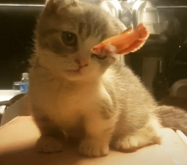 折耳猫,猫咪,宠物猫,养猫,猫咪表情