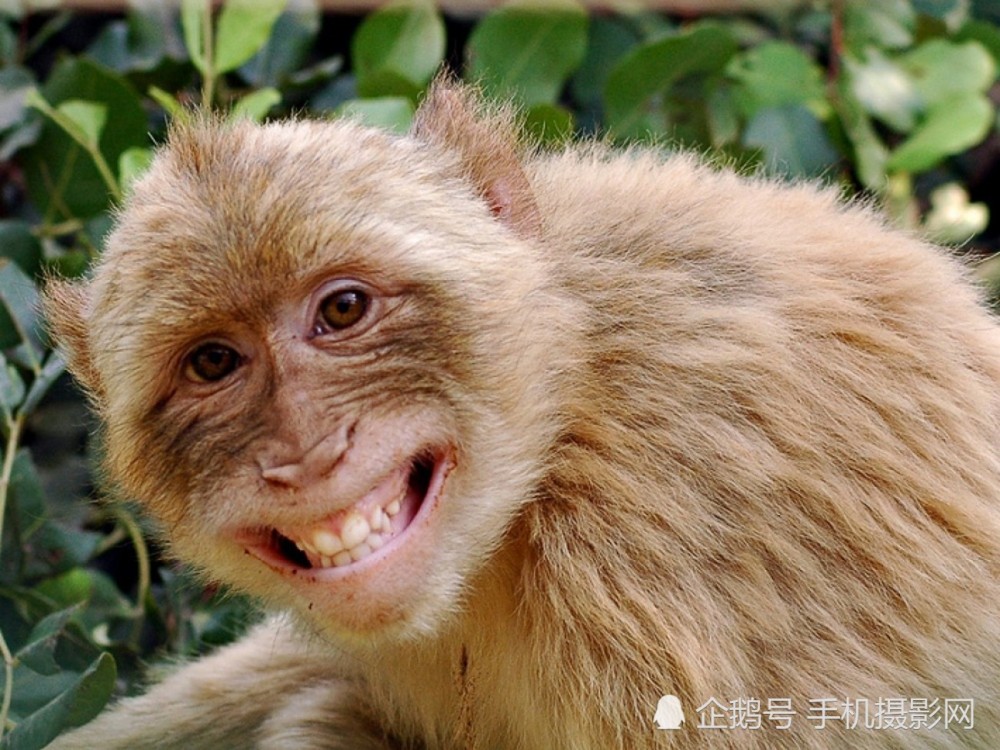 图为一只猴子在龇牙咧嘴的微笑.