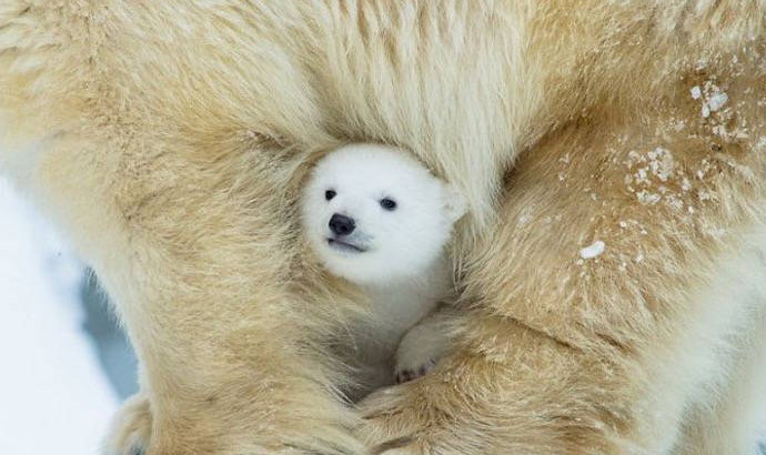 北极熊宝宝刚出生就被母熊抛弃,饲养员暖心买了小熊玩偶陪它!