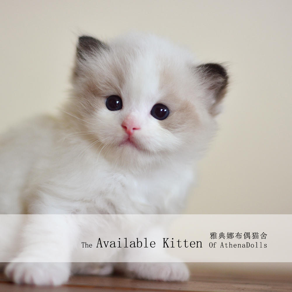 最萌小奶猫-纯种布偶猫