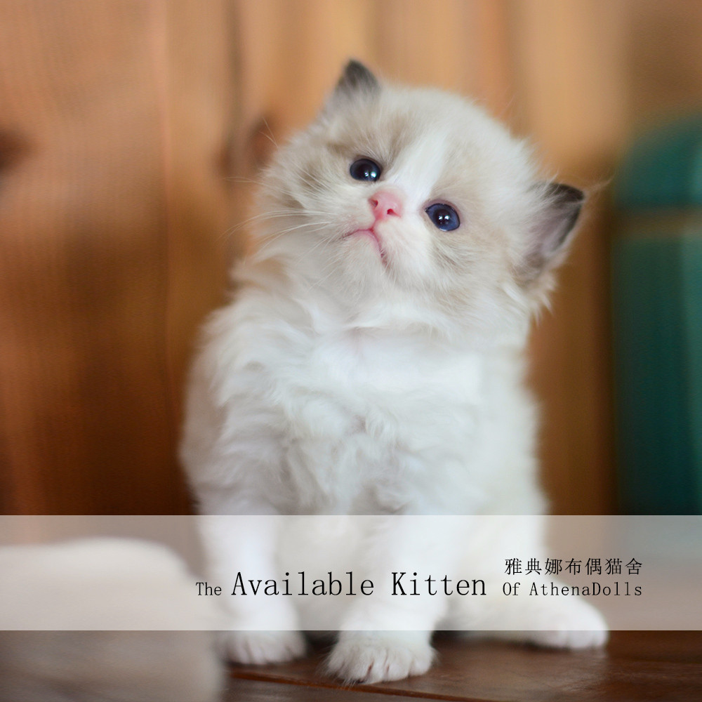 最萌小奶猫-纯种布偶猫