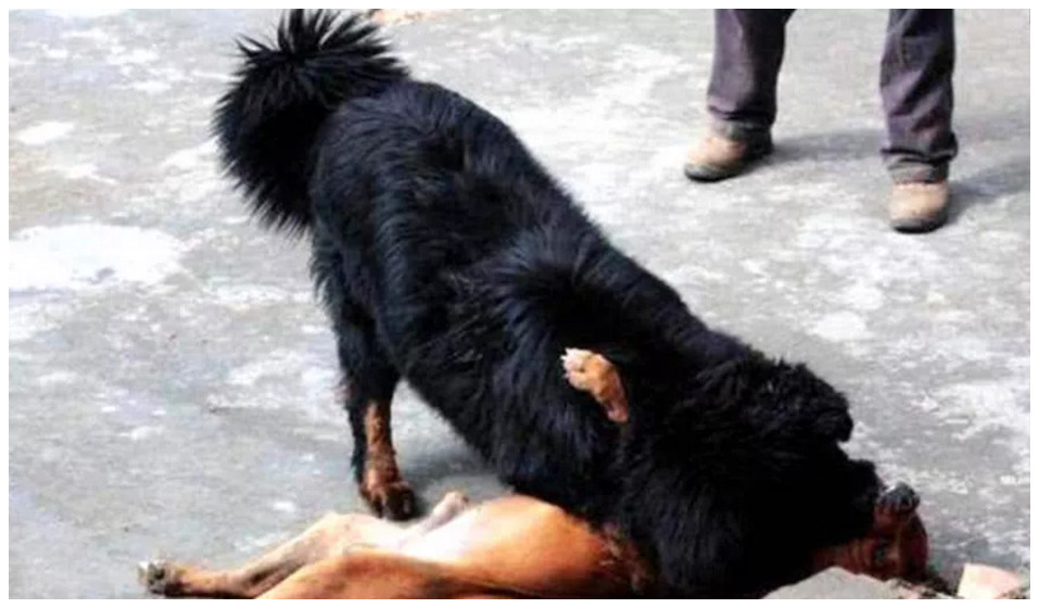 比特犬从后面偷袭藏獒,感觉不对劲,一秒后肠子都快悔青了