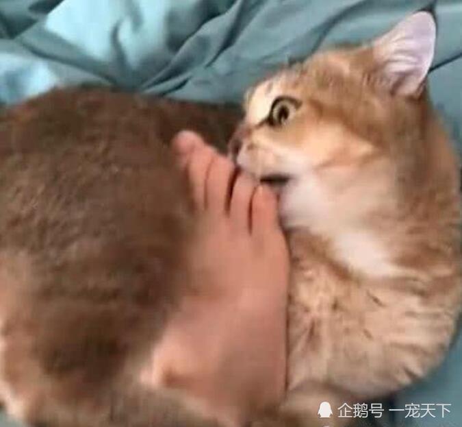 猫,宠物,脚,搞笑,嗅觉