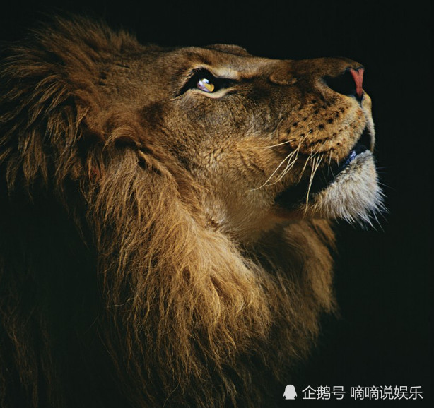 第一条:狮子看鼻子