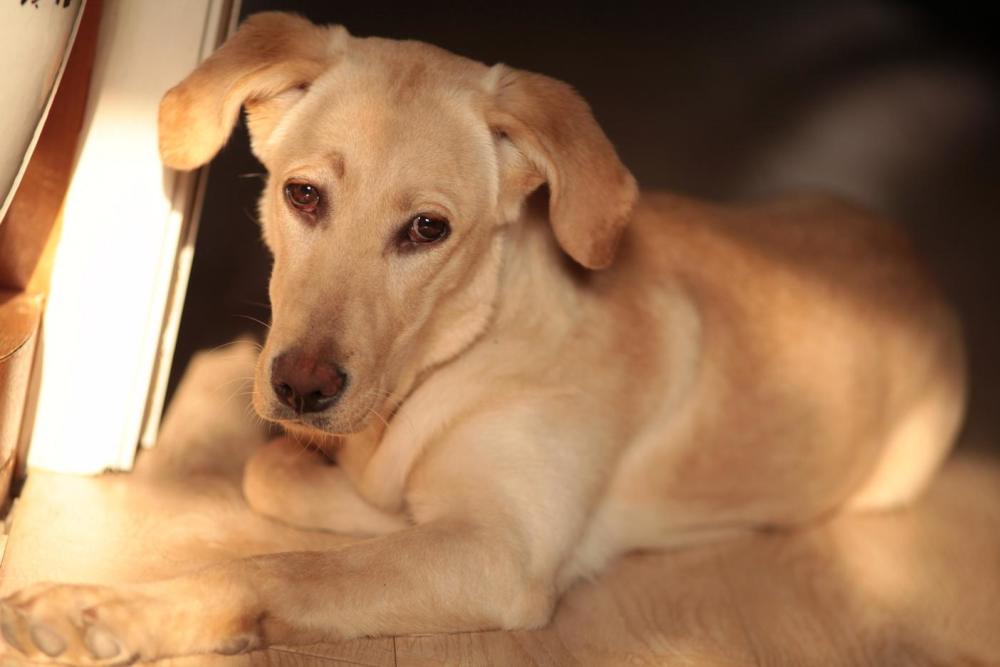 拉布拉多犬若有这5个特点,就可能是串串,你知道几个?