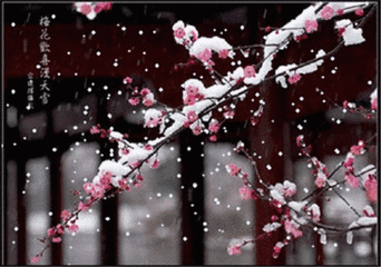 壁纸 花 桌面 342_240 gif 动态图 动图