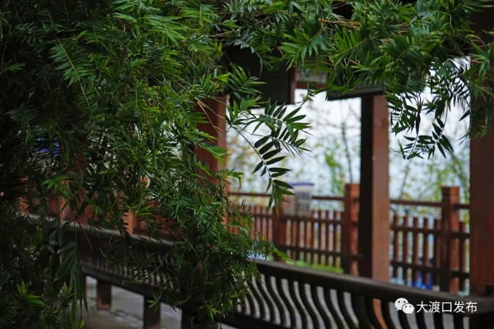 大渡口哪里可以看江景?这个美丽的公园不要错过!