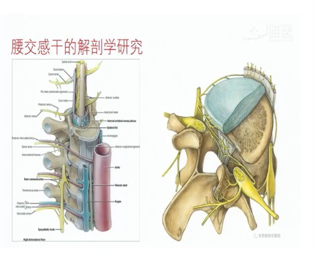 侧隐窝与腰神经通道是脊柱外科医生必须认识的两个重要的临床解剖概念