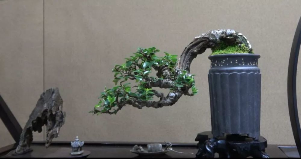 盆景美图-悬崖