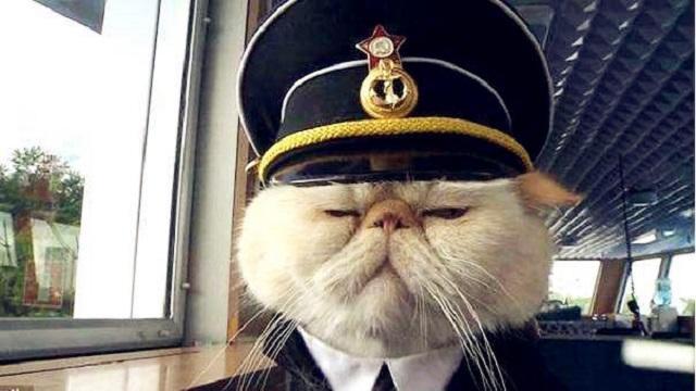 最幸运的猫 三度经历海战奇迹生还 如今画像挂在英国博物馆 看点快报