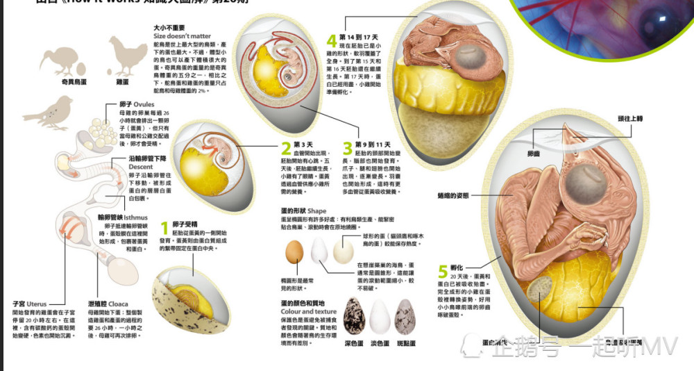 鸟蛋的完全解释 构造 孵化 颜色 看点快报