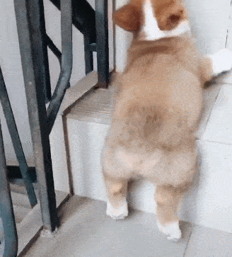 饲养柯基犬的