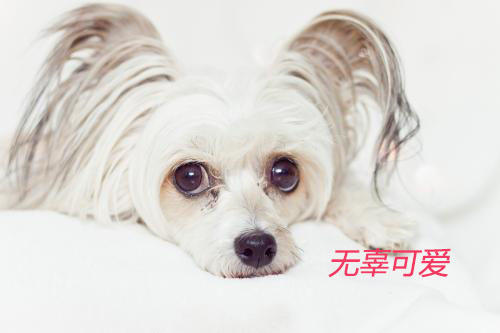 冰肌玉骨 美人的魅力你能阻挡吗 看点快报
