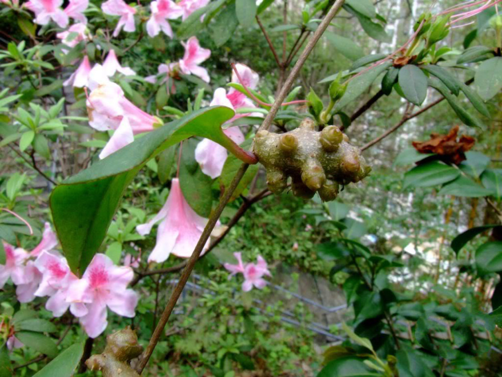 野草,藤三七