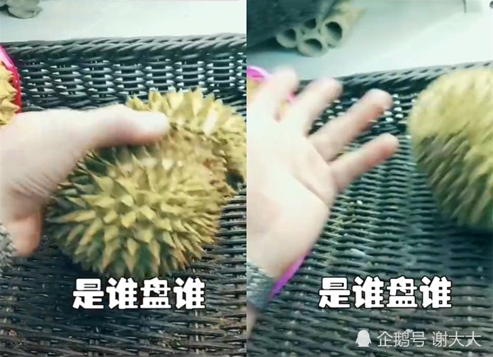 盘榴莲忍了,盘二哈忍了!最后这个过分了!