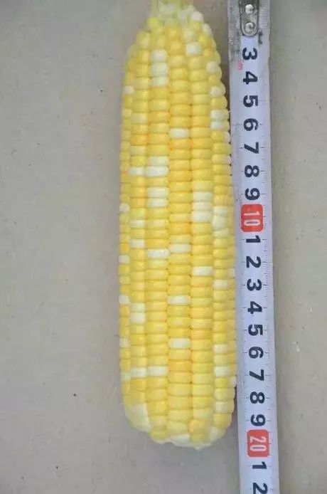 金银618 超甜玉米种子 鲜食玉米种子