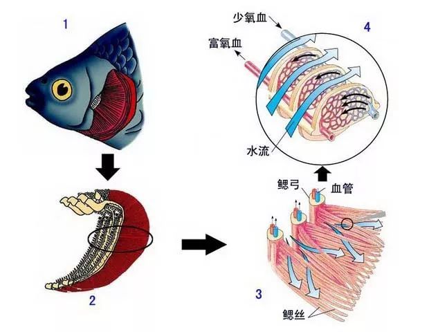 当然鱼鳃的形状各异,就算是同一种类的鱼,个体的鱼鳃形状也会有所不同