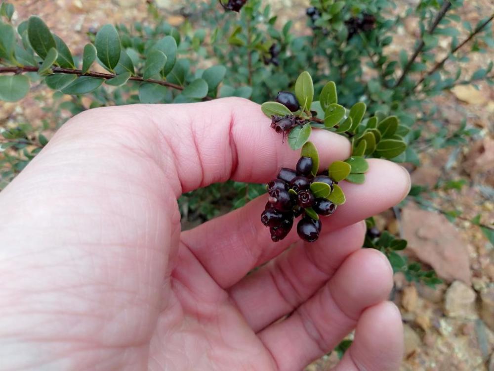 山里长得像"蓝莓"的野果,农村人采摘当水果吃,是中国稀有植物