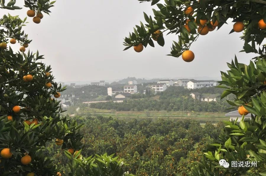 忠县最美柑橘果园