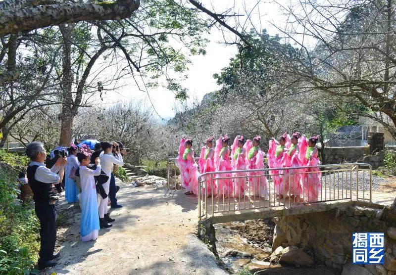 热烈祝贺:揭西坪上石内梅花节隆重举行,大家快来赏梅花!