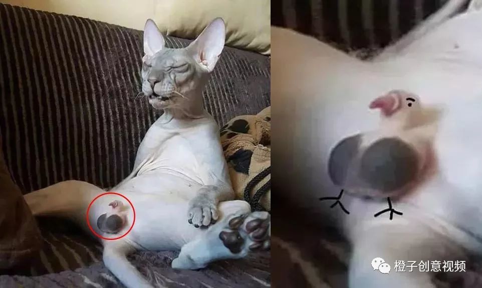 猫咪长大为什么要割蛋蛋?虽然理由很充分,但我还是不厚道的笑了