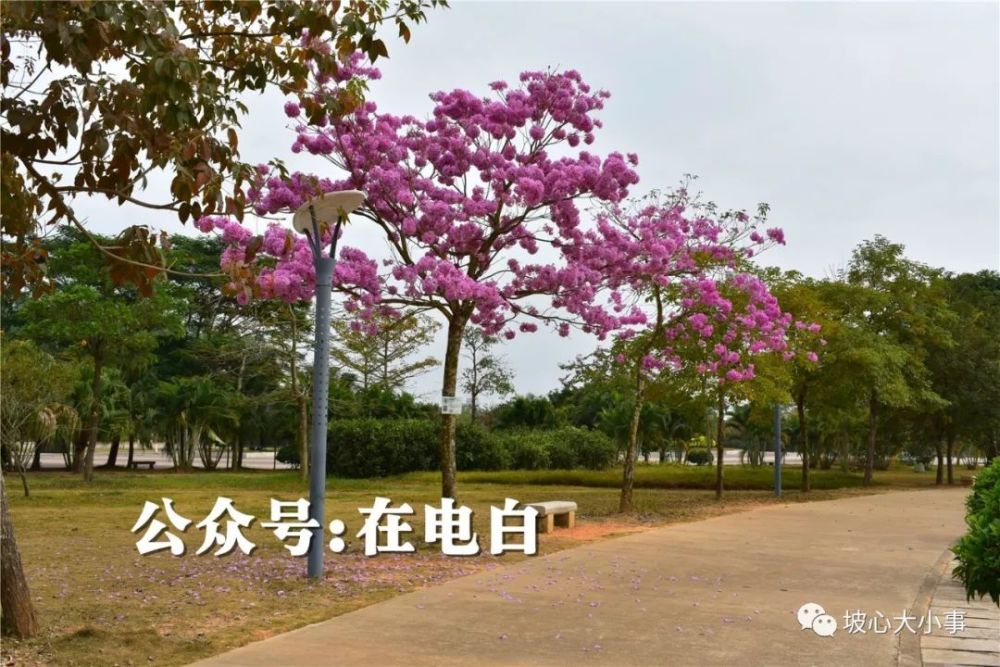 电白市民公园的紫风铃花开了!