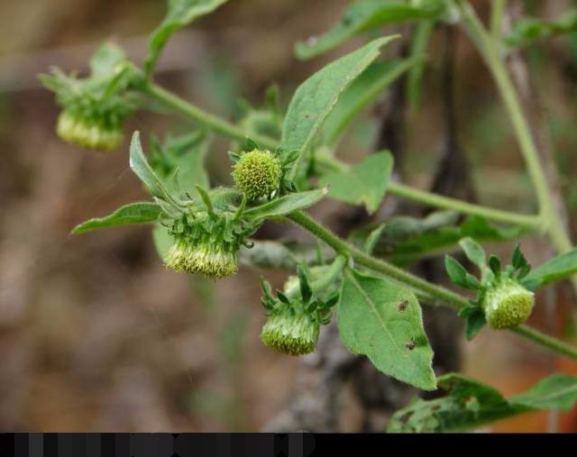 野草:这种植物在农村随处可见,殊不知用来治疗牙痛有奇效