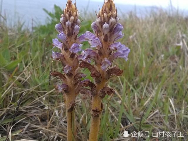 这种野菜,不长叶子,只长花,炒着吃比肉还香,遇见千万别错过