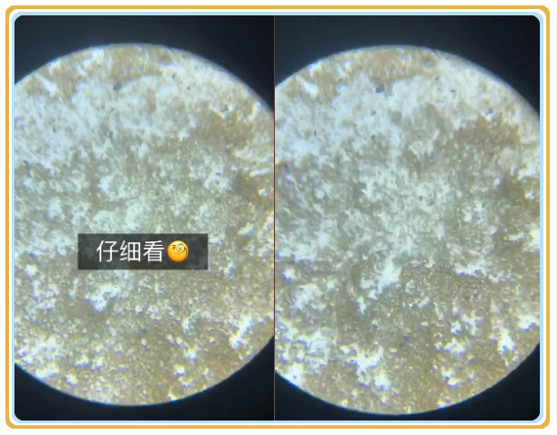乳酸菌,娱乐,放大,400倍,显微镜