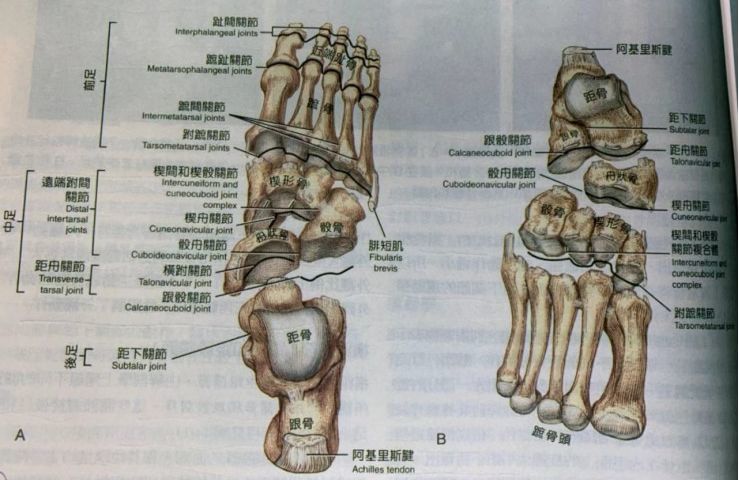 骰骨复位在急性踝扭伤中的治疗作用