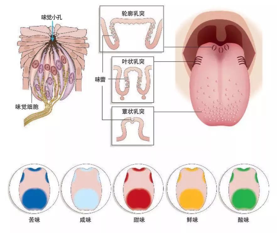 其中g基因可编码人类舌头味蕾上的苯硫脲受体,而c基因编码的受体则