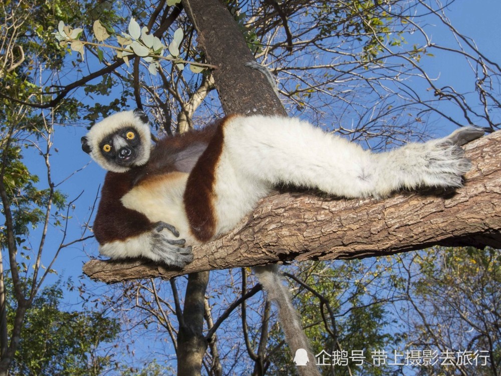 盘点那些浑身是戏的动物,它们摆个pose也这么骚气!