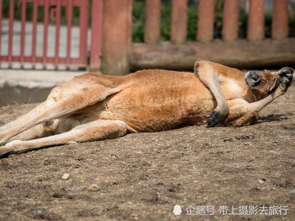 盘点那些浑身是戏的动物,它们摆个pose也这么骚气!