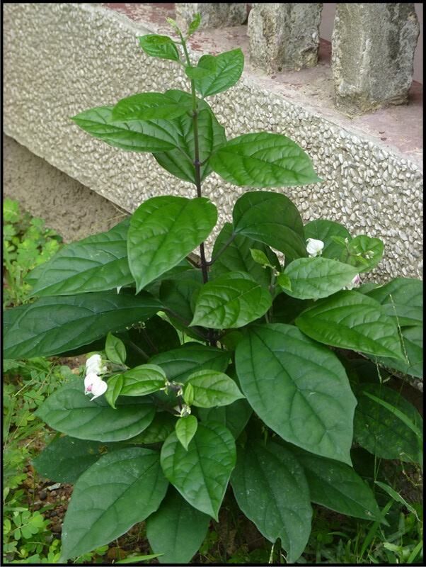 这几种逐渐稀少的野生植物,名字非常奇特,对人体健康很有帮助