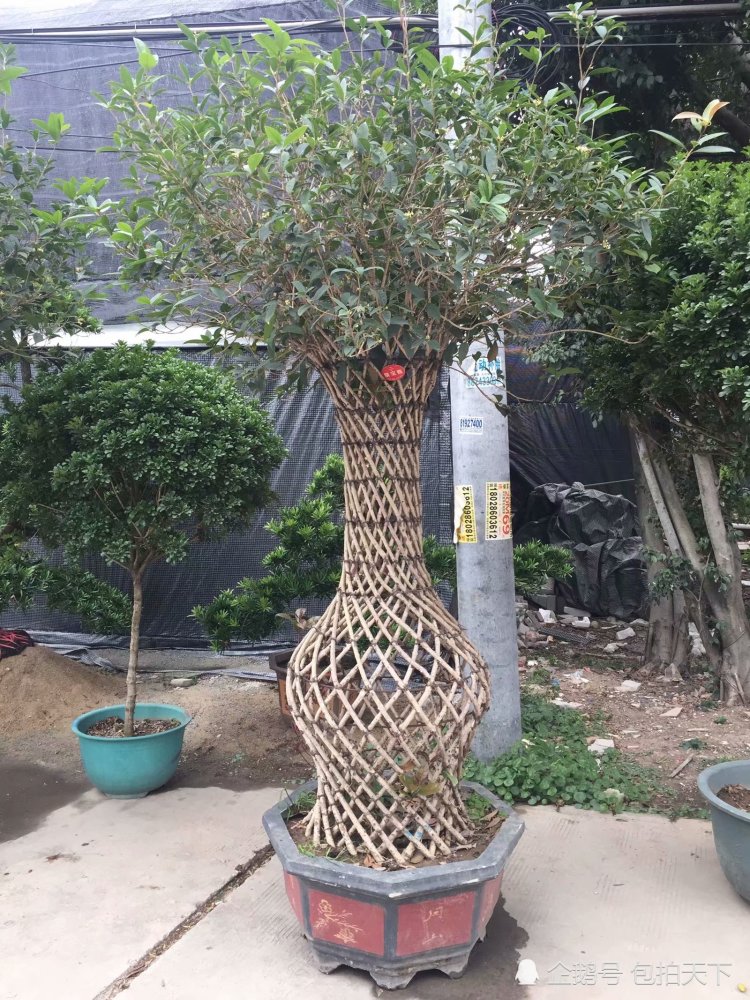 桂花花瓶造型:聚宝瓶