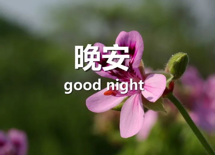 2019晚安的句子 晚安图片带字