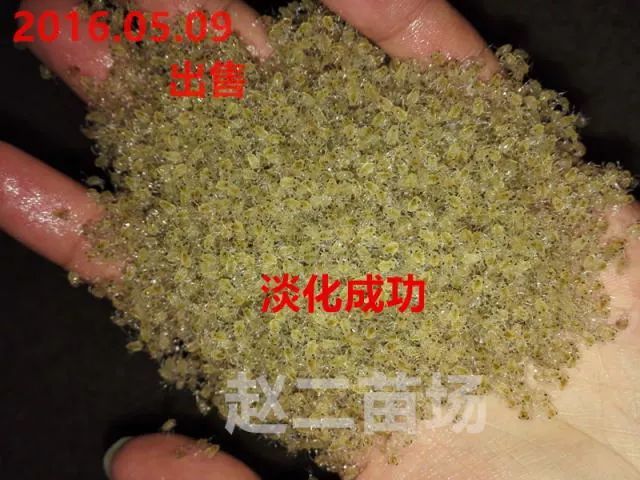 河蟹,养殖户,螃蟹,孵化