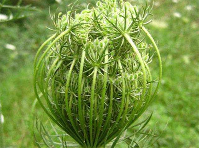 农村这个野生植物,比胡萝卜花珍贵,种子用处大,男人别