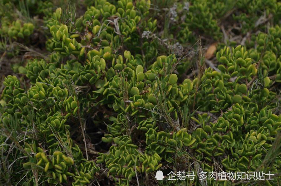 南非野生多肉植物随拍