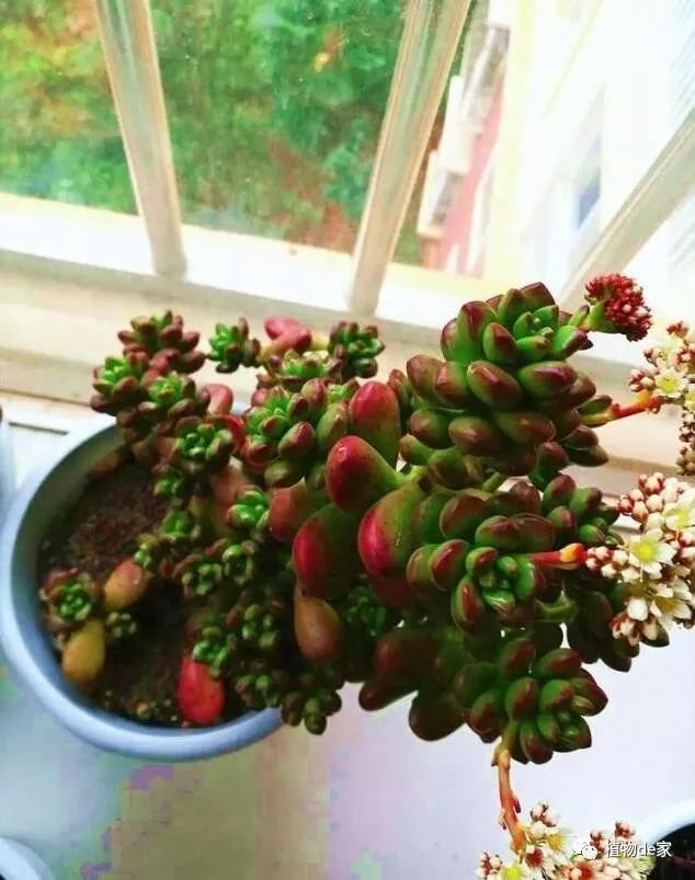 多肉用土太费钱 花坛里的土能用吗 看点快报