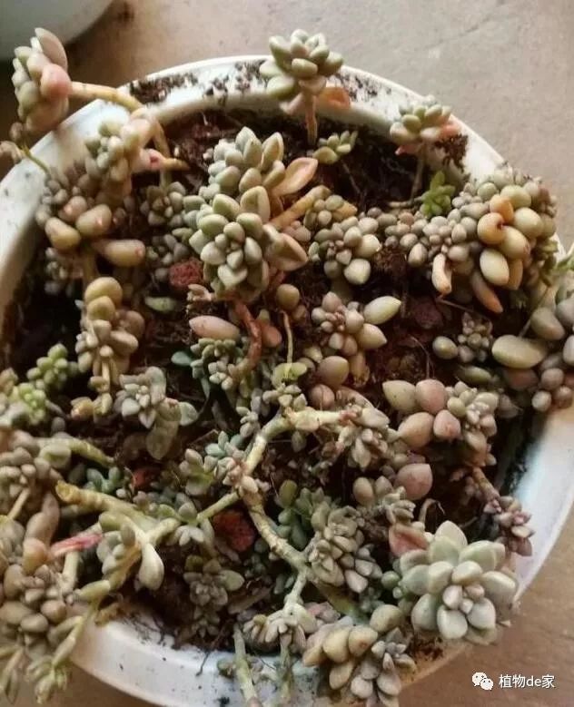 多肉用土太费钱 花坛里的土能用吗 看点快报