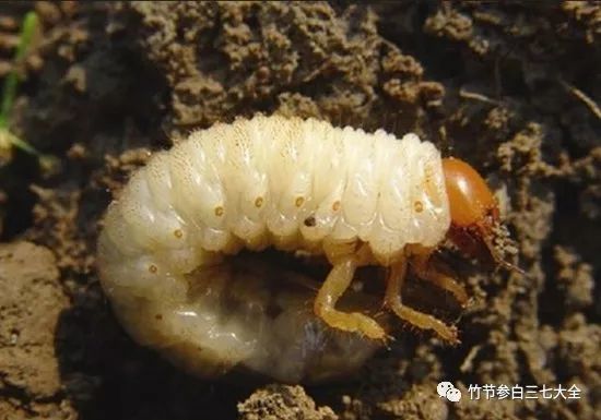 农作物最常见的两种虫子 应对方法 看点快报