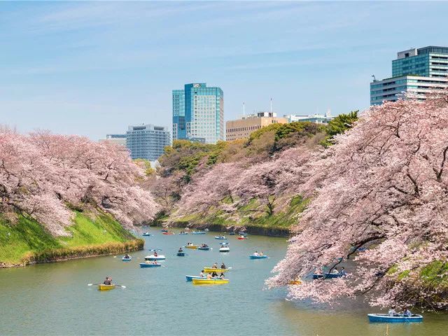 2019日本樱花前线预测,这份赏樱地图拿好